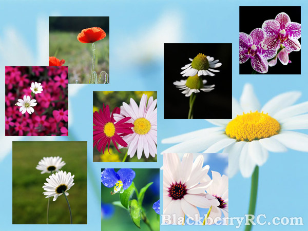 <b>Beautiful flowers in pairs for 9100 wallpapers pa</b>
