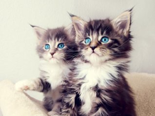 <b>Two Kittens for 8980 wallpapers</b>