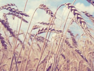 <b>Summer Wheat Fields - blackberry 9780 background</b>