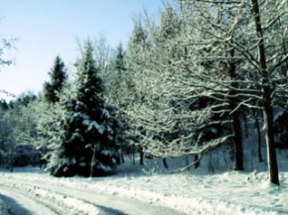 Winter snow forest