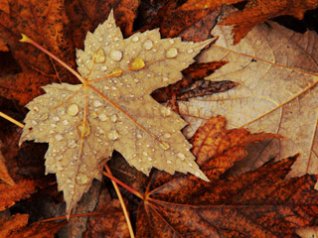 <b>leaf wallpapers</b>