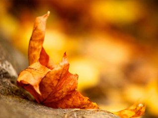 <b>Yellow leaves wallpapers</b>