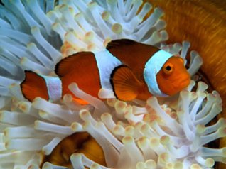 <b>Clownfish</b>