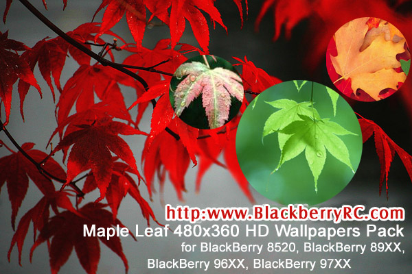 Maple Leaf - BB Wallpapers Pack