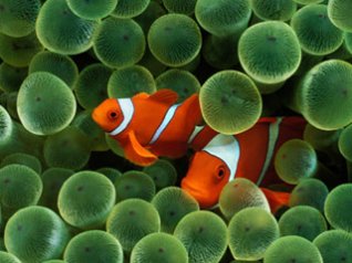 <b>Mac OS X - Clownfish</b>