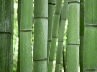 Bamboo wallpapers