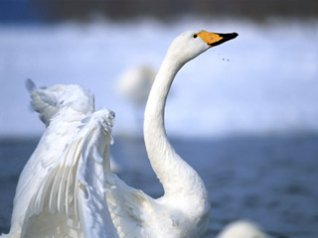 White Swan