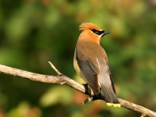 Wax wing birds