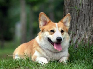 Pembroke Welsh Corgi