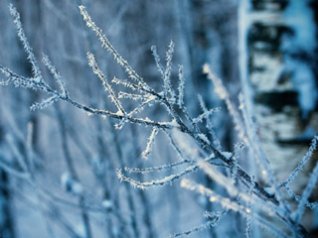 Snow plant