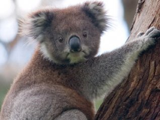 Koala bear wallpapers