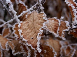 Brown leaves 480x320 wallpapers