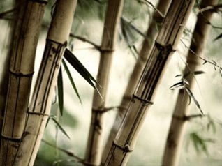 <b>Bamboo 480x320 wallpapers</b>