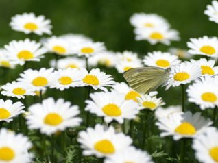 Chrysanthemum Flowers wallpapers