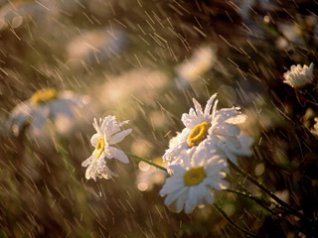 Chrysanthemum Flowers