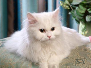 Persian Cat 360x480 wallpapers