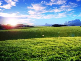Sheeps cows hills wallpapers