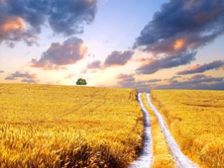 Wheat fields beauty