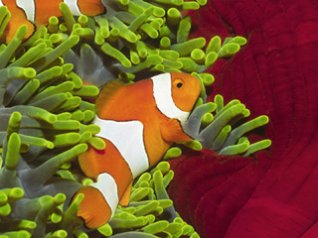 Clownfish