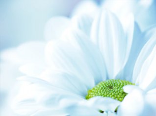 White flowers