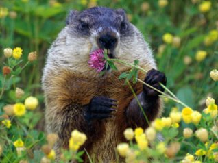 Groundhog 360x480 wallpapers