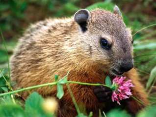 <b>Groundhog 480x360 wallpapers</b>