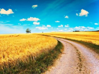 Golden prairie landscape