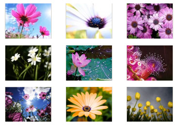 <b>flowers for blackberry 320x240 wallpapers pack</b>