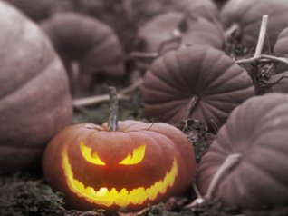 A Jack-o-Lantern in a Pumpkin Patch, Canada