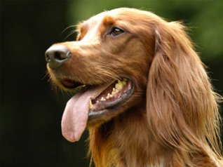 Irish Setter Pet Dog