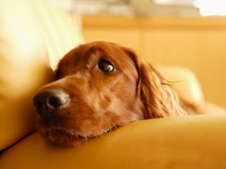 Irish Setter Pet Dog 2