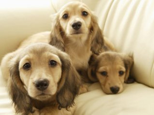 <b>Miniature Dachshund Pet Dog</b>