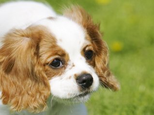 Cavalier King Charles Spaniel