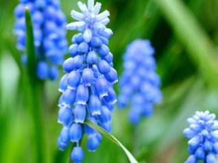 Grape hyacinth 8520 wallpapers