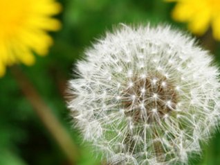 Dandelion for bold 9700 wallpapers