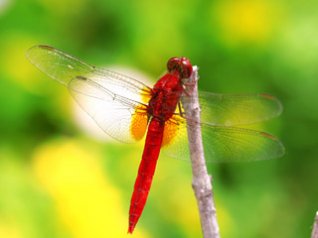 Red Dragonfly pearl 8100 wallpapers