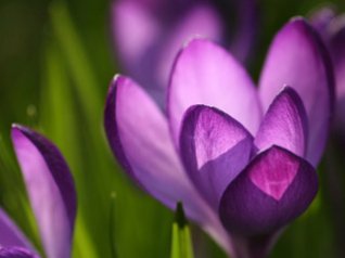 crocus spring wallpapers