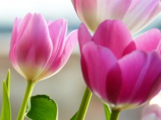Tulips in Spring wallpapers for mobile