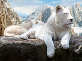 White Lion wallpapers