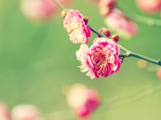 Spring flowers