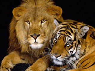 Lion and tiger wallpapers