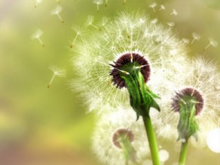 <b>HD dandelion for 9800 wallpapers</b>