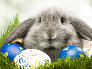 <b>Easter Bunny and Eggs</b>