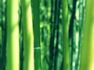 bamboo 9700 wallpapers