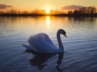 Swan Lake for BB 9105 wallpapers