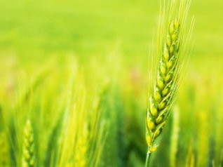 Wheat Field