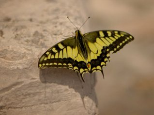 Butterfly hd 360x480 wallpapers