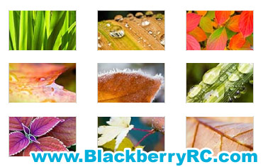 <b>Colorful Plants for 1024x600 PB wallpaper</b>