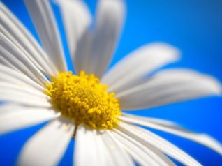 Daisy 320*240 flowers wallpapers