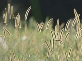 Bristle Grass - Mac OS X Lion wallpapers